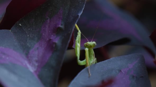 Mantis Religiosa Mantis is Raising His Legs