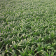 Green Cornfield - VideoHive Item for Sale