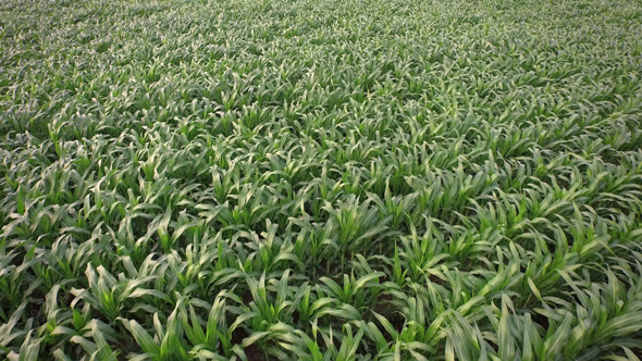 Green Cornfield