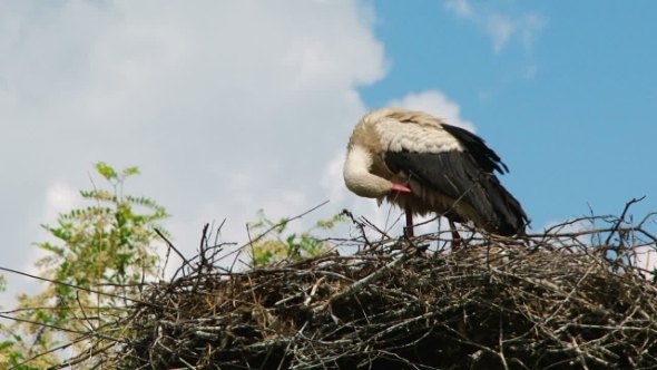 Lonely Stork Cleaning Itself In The Nest 