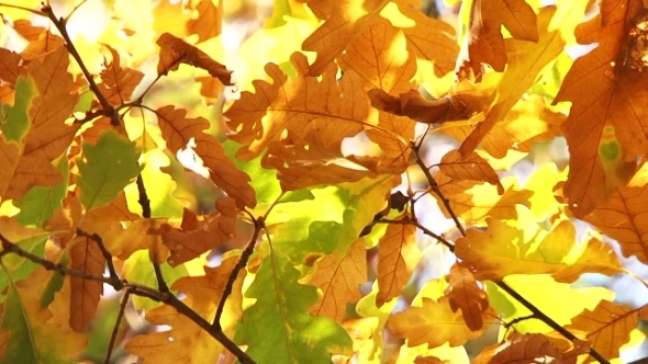 Oak Leaves In Autumn Colours Moved My Wind