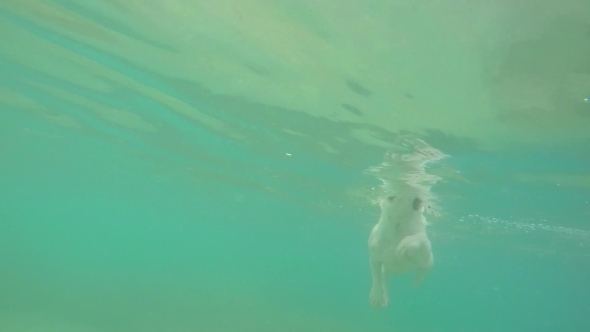 Dog Swimming In The Sea Underwater