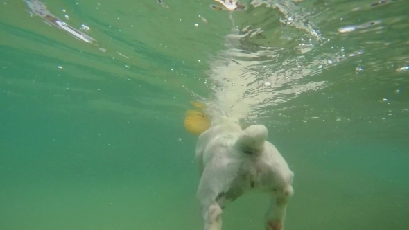 Puppy Swimming Underwater In The Sea