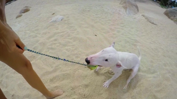 Playing With Dog On The Beach