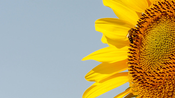 Bee Collects Pollen In The Sunflower