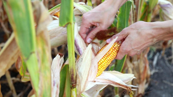 Harvesting Corn alt