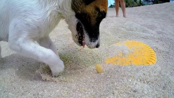 Cute Jack Russel Terrier Puppy Playing