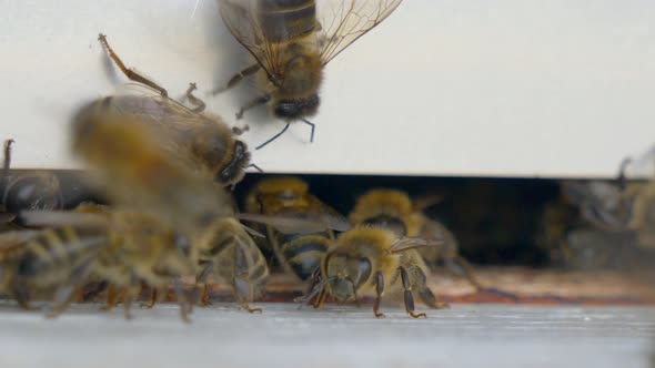 Wild bee coming home on apiary after working on blooming flowers,close up real time