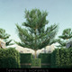 6 Terminalia ivorensis tree - 3DOcean Item for Sale