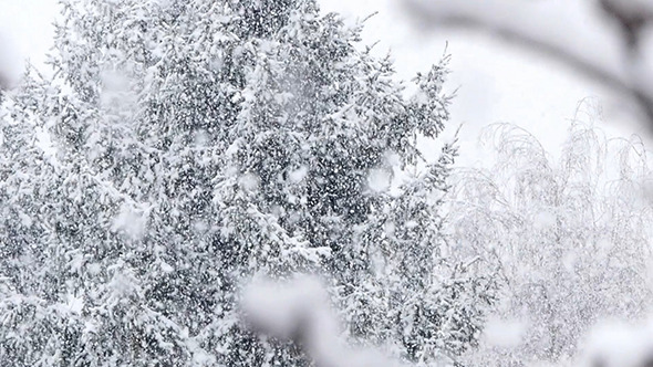 Snow Falling In A Forest Winter Storm