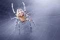 Araneus Spider - PhotoDune Item for Sale