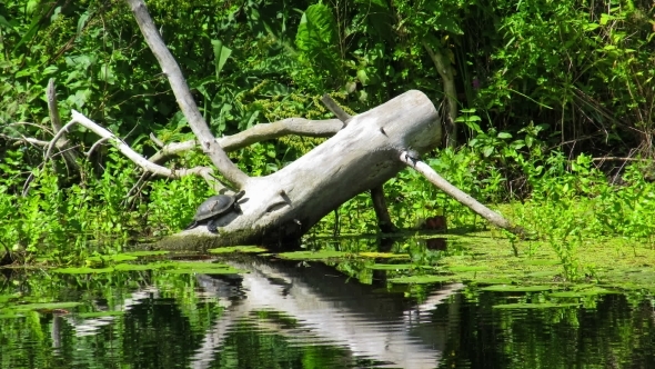 Two Turtles Sitting On a Log In The River