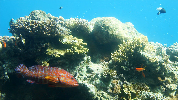 Coral Reef of Red Sea