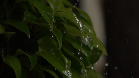 Water Drops Falling On Leaves