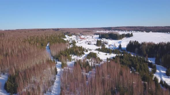 Beautiful snowy winter forest