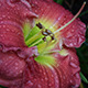 Daylily flower after the rain - VideoHive Item for Sale