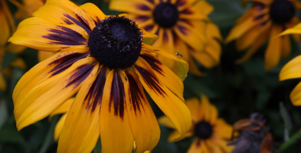 Rudbeckia Flower After the Rain