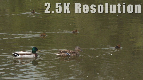 Ducks on Lake