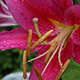 Daylily After Rain - VideoHive Item for Sale