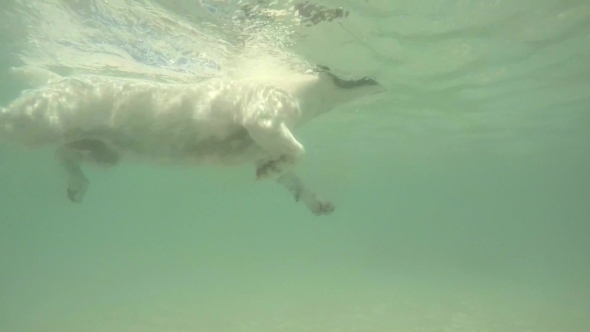 Dog Swimming Underwater
