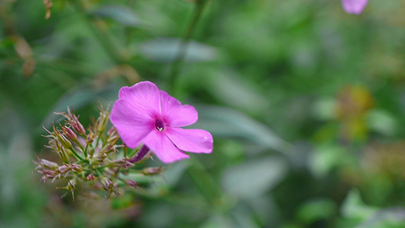 Phlox Flower