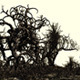 6 Scary Dead Trees - 3DOcean Item for Sale