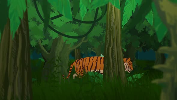 The alone tiger is walking in the dense tropical rainforest in the morning.