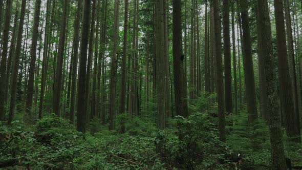 Vancouver British Columbia forest (Pacific Spirit Region)