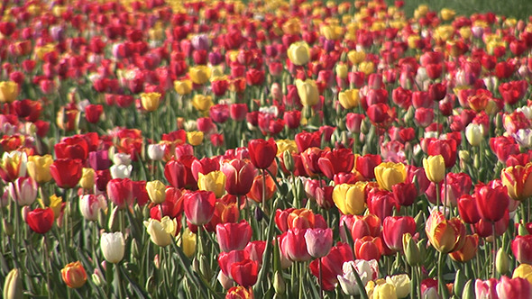 Spring Green Meadow With Tulips