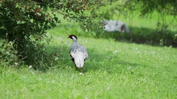 Silver Pheasant Lophura Nycthemera Searching for Food in Grass of Field.