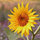 Small Sunflower - VideoHive Item for Sale