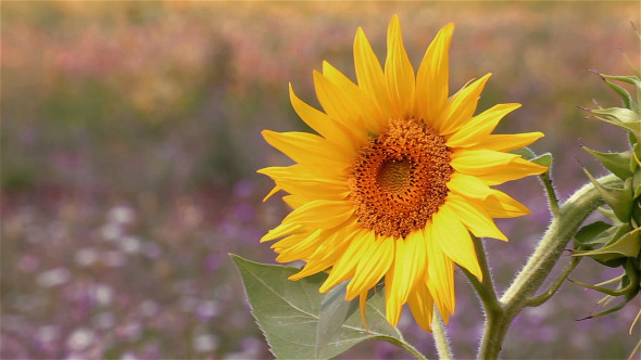 Small Sunflower