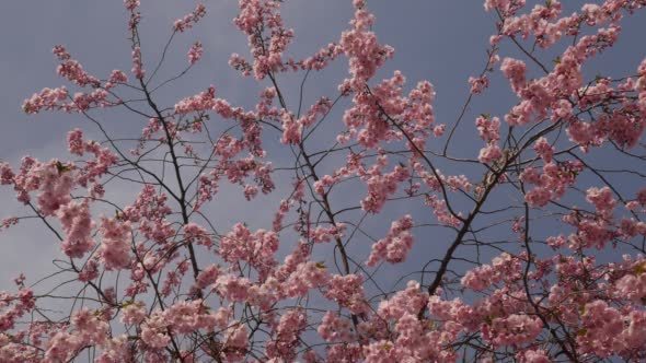 Cherry Sakura Chromakey Upper Part of Tree