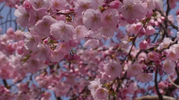 Cherry Sakura Chromakey Blossom Pink