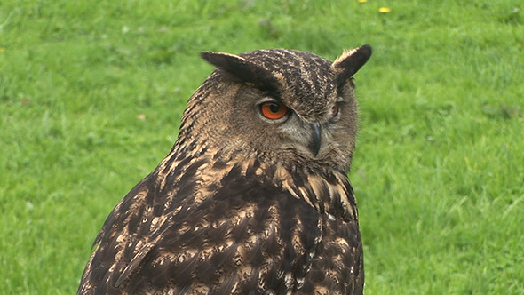 Eurasian Great Eagle Owl