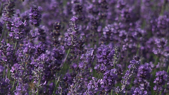 Beautiful Violet Fields Of Lavender