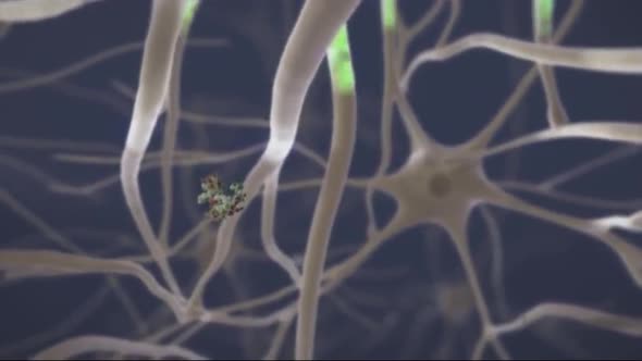 Loop Animaton Showing The Human Nervous System