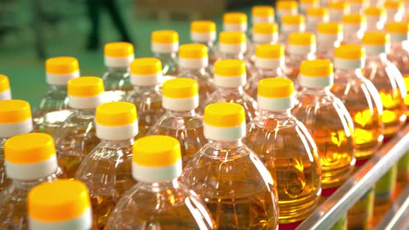 Sunflower Oil in the Bottle Moving on Production Line