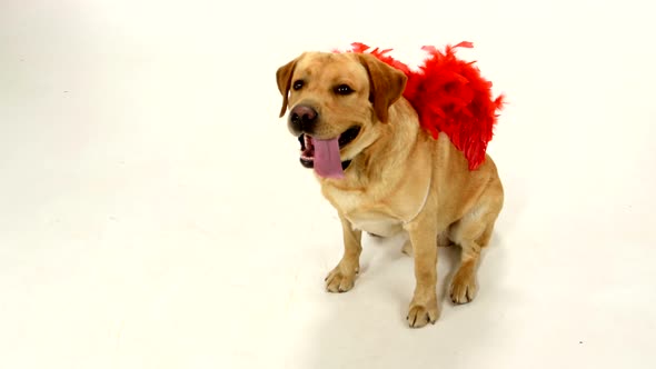 Adult Labrador Retriever with Red Wings and Black Boe-tie Isolated on White Background, Vertical Cam