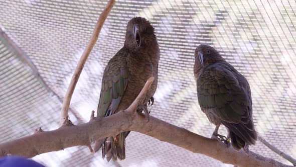 Two Kea birds sitting on stick in captivity