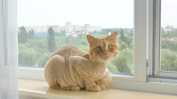Trimmed Cat with Ginger Fur is Sitting on Windowsill After Grooming and Trimming During Summer
