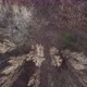 Aerial View From Above of Autumn Forest Gray Trees Bald Trees in Late Autumn - VideoHive Item for Sale