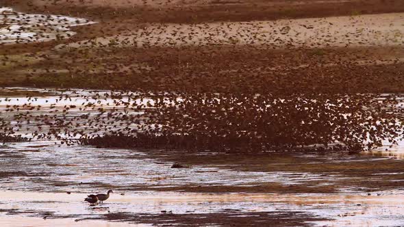 Red-billed Quelea  in Kruger National park, South Africa