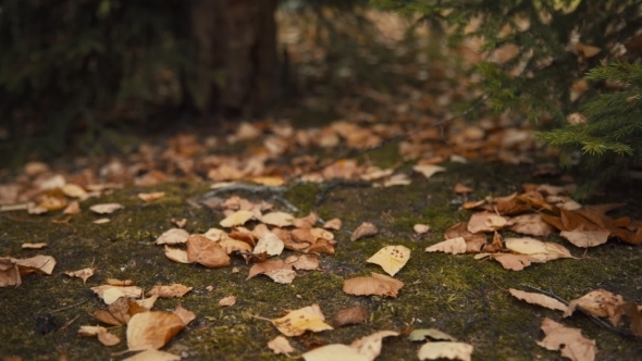 Dog Walks Among Fallen Leaves In Autumn Forest