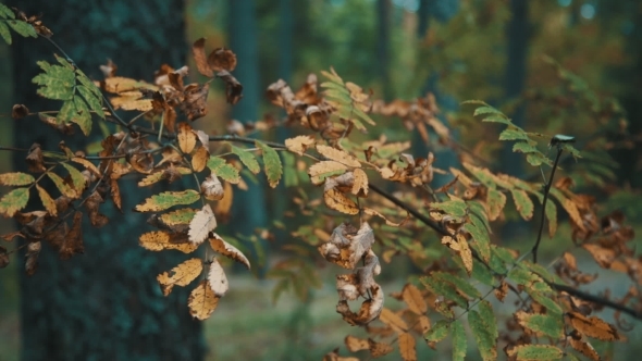 Branch With Yellow Leaves In The Autumn Forest