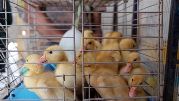 Group Of Little Yellow Ducklings In Cage For Sale