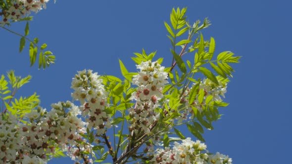 Inflorescences Of Acacia Senegalia Greggii