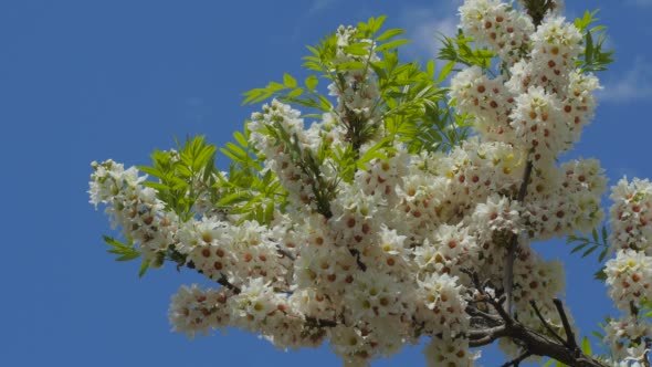 Inflorescences Of Acacia Senegalia Greggii