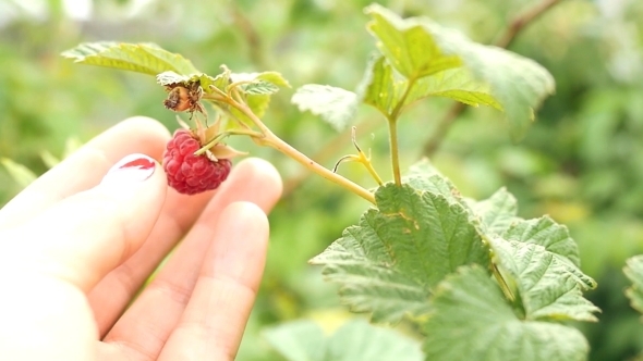 Woman Hands Picking Raspberry