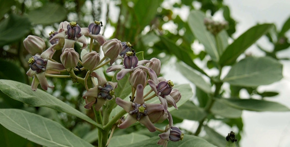 Purple Flowers